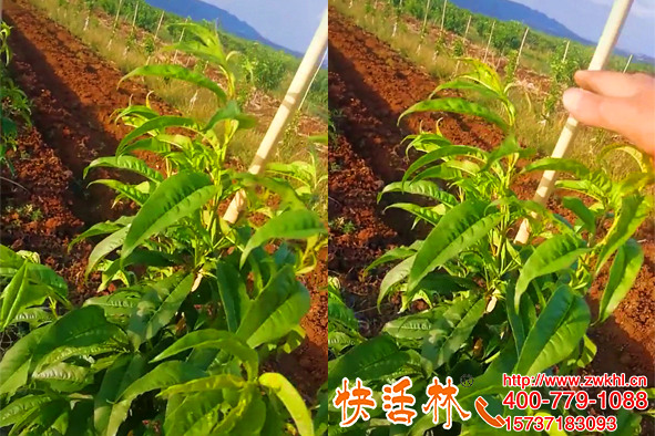 新移栽的植物澆生根粉成活高，胡經(jīng)理多年栽樹的秘密原來是快活林