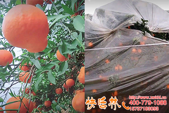 果樹防凍液哪個好？湖北宜昌王經(jīng)理橙子冬季零下也不影響口感