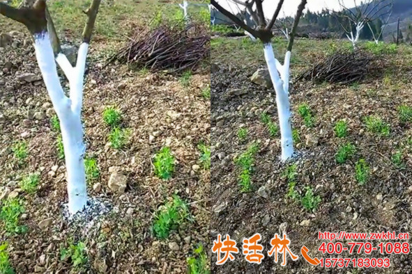 果樹(shù)冬季涂白劑怎么用效果好？櫻桃樹(shù)冬天防凍樹(shù)干怎么保護(hù)？