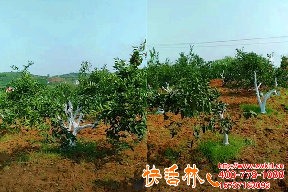 樹木涂白漆果然不行，四川涼山崔經(jīng)理柑橘樹還得用涂白劑