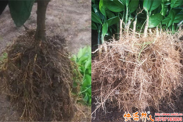 快活林生根粉使用根長(zhǎng)得比頭發(fā)密
