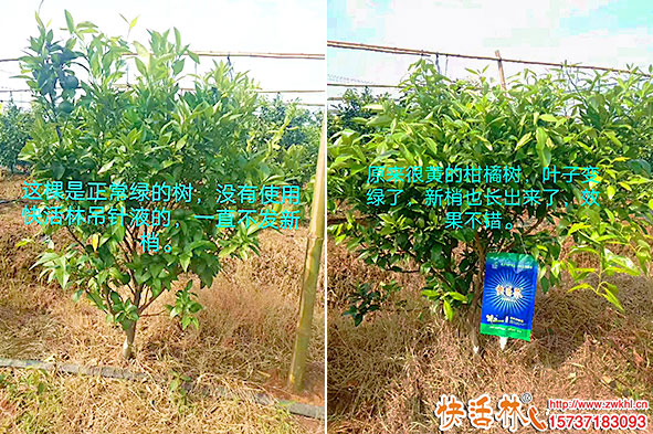 柑橘樹使用快活林吊針液
