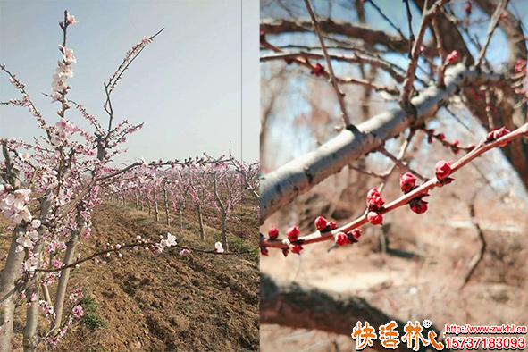 快活林杏花樹(shù)防凍