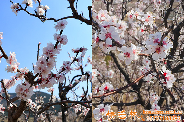 杏樹預(yù)防倒春寒花