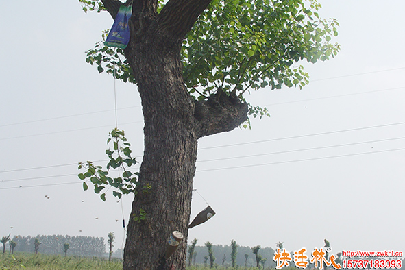快活林營養(yǎng)液烏桕樹救助