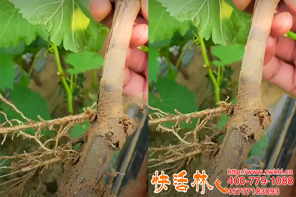快活林快速生根粉太厲害了，陜西漢中張經(jīng)理扦插葡萄生根又快又壯