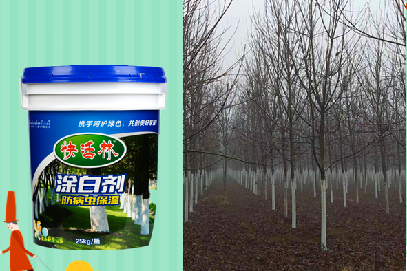 楊樹涂白劑防天牛，宣稱范經(jīng)理防蟲有妙招
