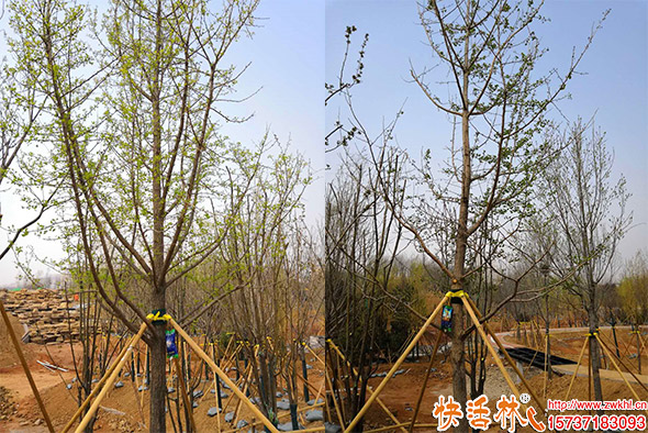 快活林吊針液銀杏樹使用瓜子黃楊