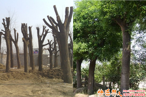快活林生根粉國槐樹恢復