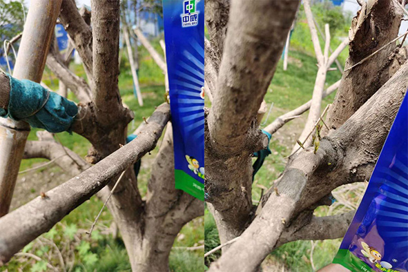 桂花樹使用快活林吊針液