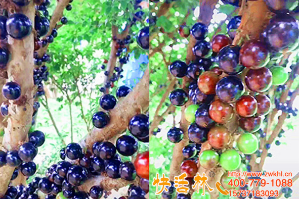 嘉寶果在廣東一年結(jié)果幾次？李經(jīng)理克服了果樹大小年