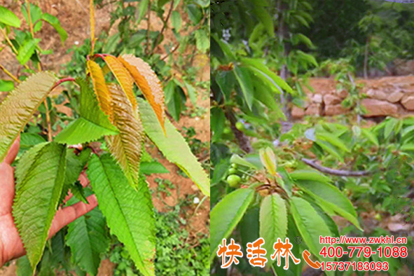 植物防凍劑哪那家的好，河北秦皇島劉經(jīng)理櫻桃樹(shù)快活林來(lái)指導(dǎo)