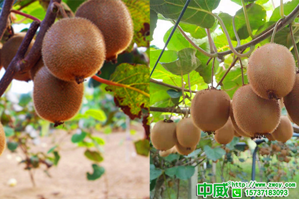 用好生物菌肥一年輕松省個幾千塊，生物菌肥怎么用？