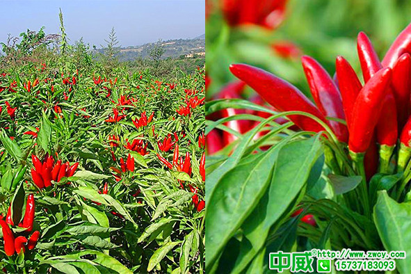 種辣椒不懂施肥產(chǎn)量怎么能上去？辣椒施什么肥好？