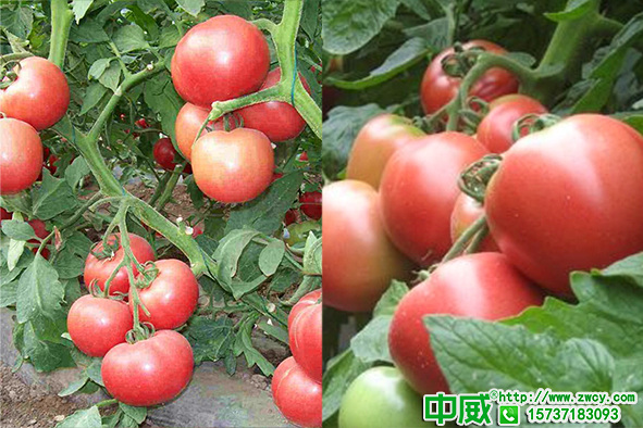 番茄種植膨果期怎么管理，養(yǎng)護(hù)到位產(chǎn)量翻倍