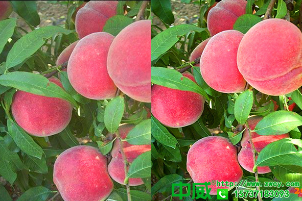 不會桃樹管理怎么能高產(chǎn)，不老秀水溶肥養(yǎng)護桃樹每個生長關(guān)鍵時期