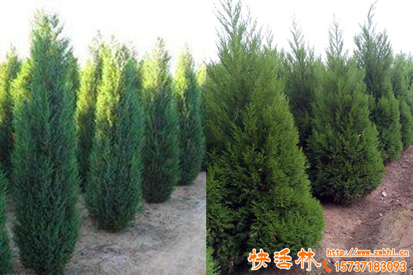 柏樹移栽用什么養(yǎng)護(hù)成活率高？柏樹移栽時(shí)的注意事項(xiàng)