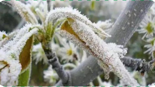 【植物抗寒保衛(wèi)戰(zhàn)】那些我們?nèi)菀赘慊斓亩乐R(shí)點(diǎn)