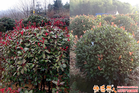 快活林石楠養(yǎng)護