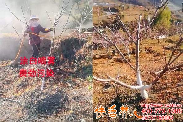 河北樹干涂白劑廠家哪個好？用快活林刷白方便不再噴石硫合劑
