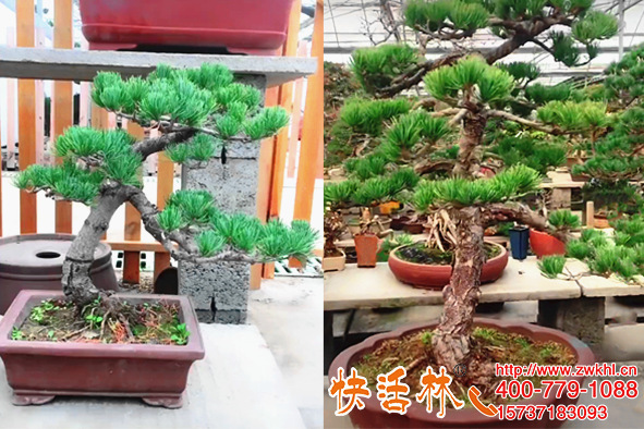 快速生根粉是什么？為什么松柏用快活林恢復(fù)也能這么快