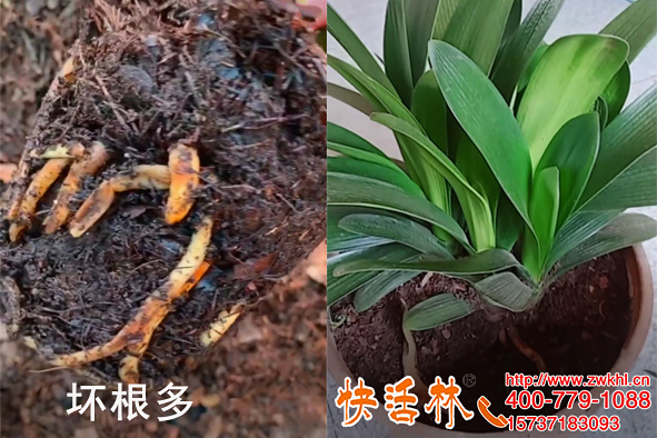 君子蘭生根劑蘸一蘸快活林，剪根移栽換盆看不出緩苗就扎根