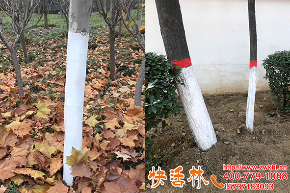 樹木涂白劑廠家就要快活林，黃岡白經(jīng)理說品質(zhì)保障整年養(yǎng)護(hù)都省心