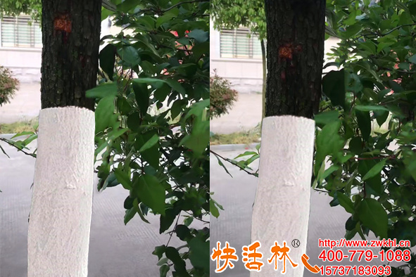 樹木涂白的作用那么大，山東聊城許經(jīng)理香樟樹刷白防病害