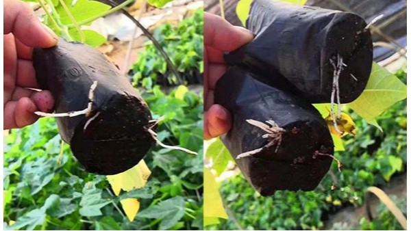 用什么方法生根快，植物生根劑哪個(gè)牌子好