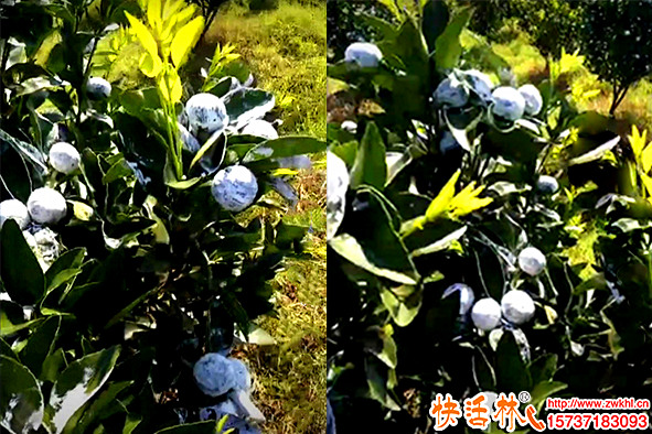 快活林柑橘涂白劑