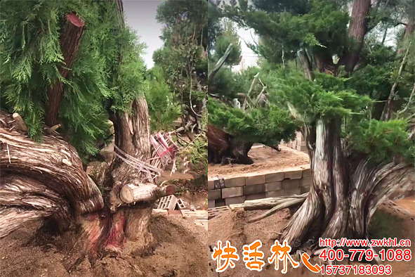 柏樹什么季節(jié)移栽好，柏樹性格倔養(yǎng)護(hù)不對極易團(tuán)滅