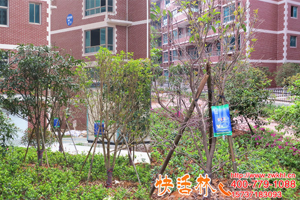 給樹(shù)吊水的營(yíng)養(yǎng)液作用大，要想成活高吊針液認(rèn)準(zhǔn)快活林品牌