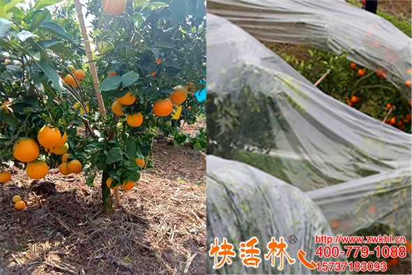快活林樹木防凍劑還能提高柑橘口感，不光有防凍那么簡單