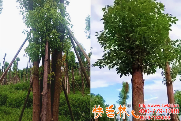 快活林大樹生根劑養(yǎng)護(hù)真厲害，浙江溫州徐經(jīng)理大香樟樹成功成活