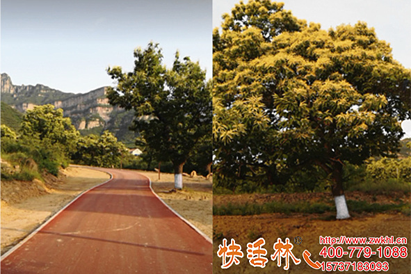 板栗樹涂白竟然這么美，河北秦皇島田經(jīng)理成功拿果樹變綠化