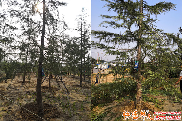 快活林吊針液使用樹(shù)木恢復(fù)
