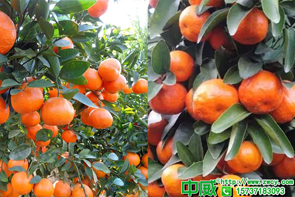 柑橘肥料用什么好？柑橘生長周期應(yīng)該怎么用肥料？