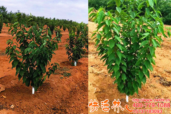 快活林苗木涂白劑附著力強，泰安趙經理櫻桃苗涂白風中搖晃不脫落