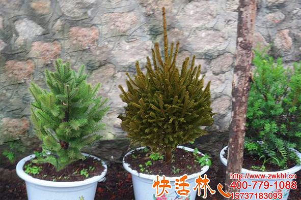云杉用生根粉恢復(fù)快不黃葉，臨沂張經(jīng)理盆景養(yǎng)護(hù)更加容易