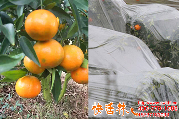 柑橘用快活林樹木防凍劑益陽湯經(jīng)理忘蓋塑料膜也沒有凍壞
