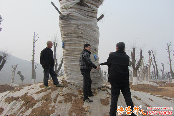 快活林吊針液大樹(shù)使用