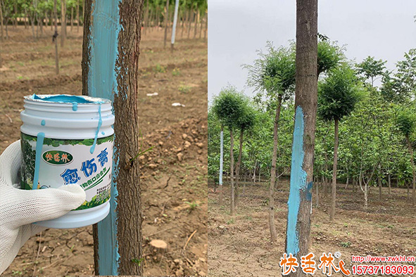 快活林愈傷膏國(guó)槐使用