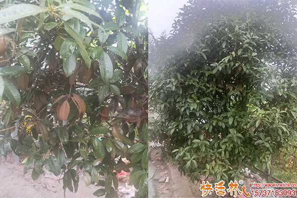 快活林潤萬物吊針液桂花樹恢復長勢