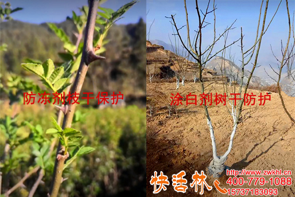 四川攀枝花周經(jīng)理大花椒樹用果樹專用防凍劑，配合涂白劑事半功倍