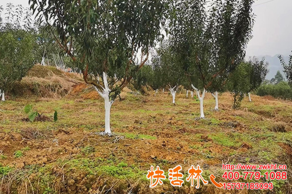 快活林樹干涂白劑起作用了，遼寧本溪楊經(jīng)理櫻桃樹防凍新技能
