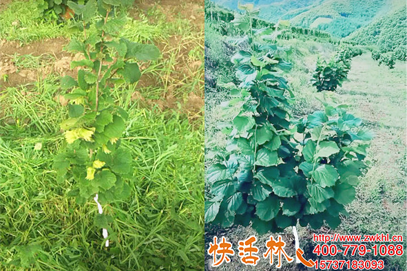 容易被忽視的樹(shù)干涂白的作用，吉林通化王經(jīng)理說(shuō)防凍還能防動(dòng)物咬
