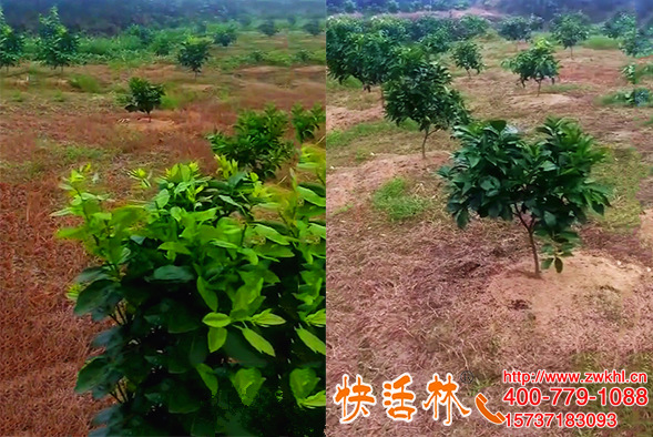 快活林果樹防凍劑效果很明顯，湖南邵陽(yáng)張經(jīng)理柚子苗冬季防凍技巧