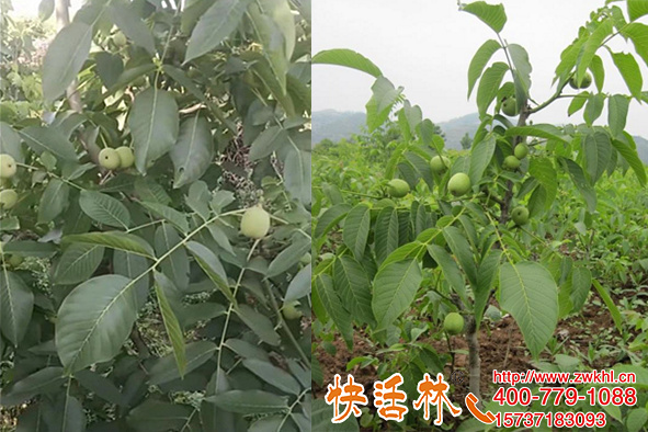 石家莊那有賣生根劑的，孫經(jīng)理一天收到核桃樹用兩次葉片厚綠旺盛