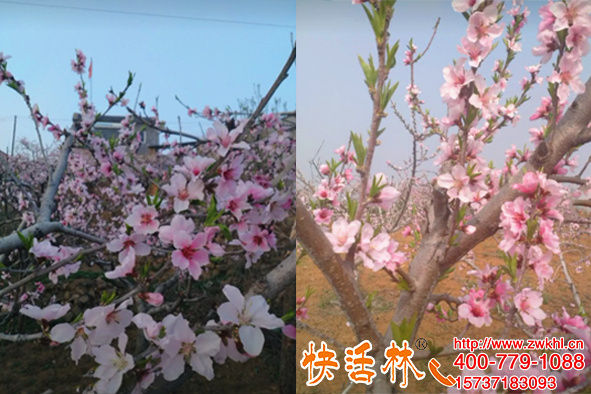 快活林桃樹(shù)防凍藥預(yù)防倒春寒，河北承德陳經(jīng)理桃園受凍產(chǎn)量不減