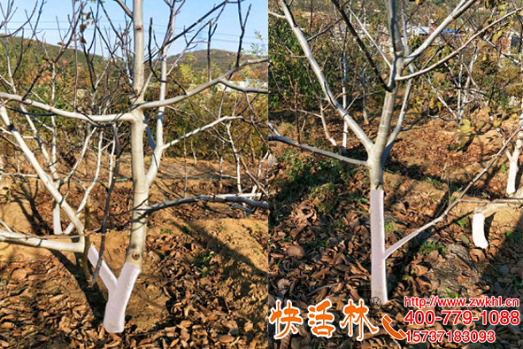 果樹涂白在什么時(shí)間？核桃樹冬季怎么防病蟲效果好？